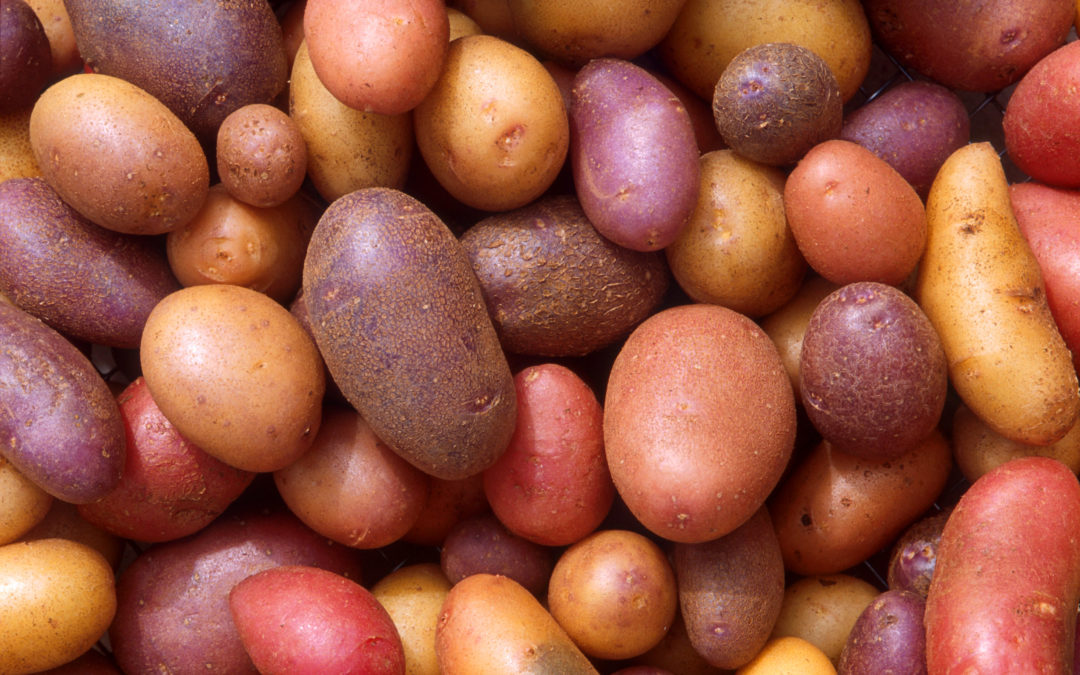 Plentiful Potatoes